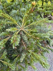 Pinus parviflora