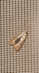 Bucculatrix bechsteinella