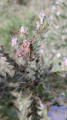 Cicadatra hyalina