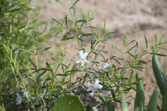 Westringia eremicola