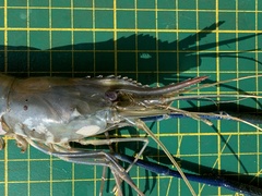 Macrobrachium rosenbergii