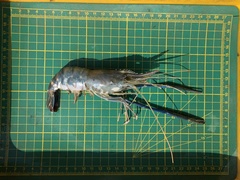 Macrobrachium rosenbergii