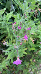 Epilobium hirsutum