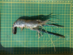 Macrobrachium rosenbergii