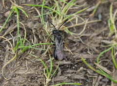 Andrena tarsata