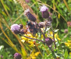 Zygaena viciae