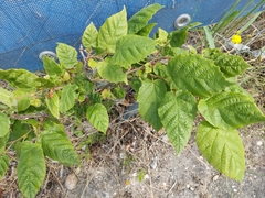 Magnoliopsida
