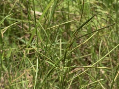 Hemarthria compressa