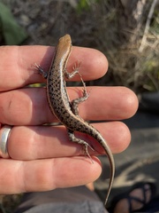 Angolan Variable Skink photo 3
