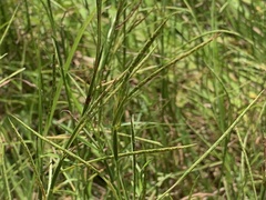 Hemarthria compressa