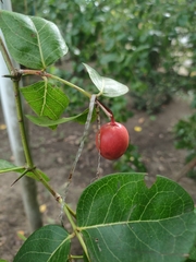 Malpighia emarginata