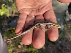 Angolan Variable Skink photo 2