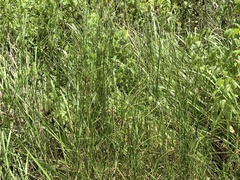 Hemarthria compressa