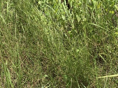 Hemarthria compressa