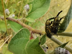 Phyllonomeus