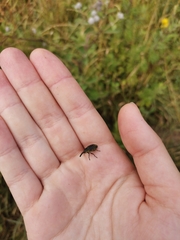 Phyllonomeus
