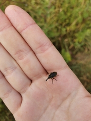 Phyllonomeus