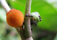 Dolichoderus thoracicus