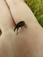 Phyllonomeus