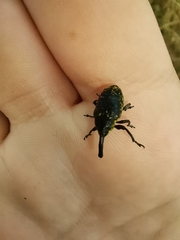 Phyllonomeus
