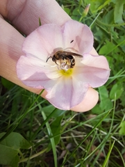 Anthophila