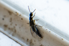Philonthus decorus