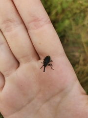 Phyllonomeus