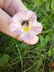 Anthophila