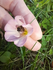 Anthophila