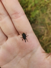 Phyllonomeus
