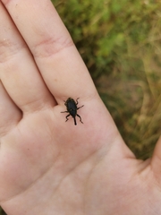 Phyllonomeus
