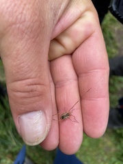 Lacinius ephippiatus