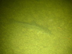Barbatula barbatula