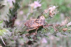 Cicadatra hyalina