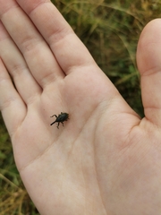 Phyllonomeus
