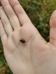 Phyllonomeus