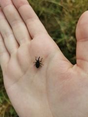 Phyllonomeus