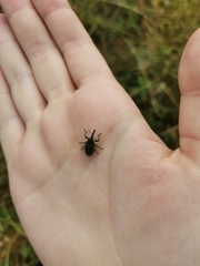 Phyllonomeus