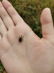 Phyllonomeus
