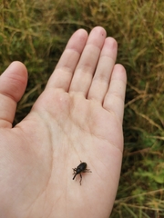 Phyllonomeus