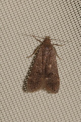 Anacampsis timidella