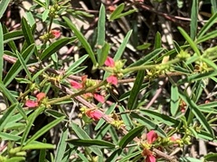 Indigofera trifoliata glandulifera
