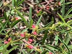 Indigofera trifoliata glandulifera