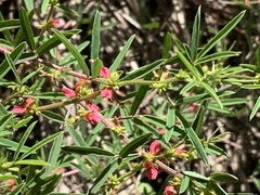 Indigofera trifoliata glandulifera