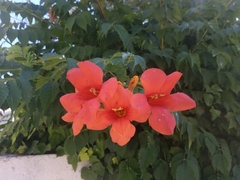 Campsis × tagliabuana