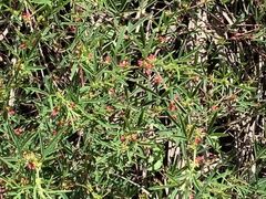 Indigofera trifoliata glandulifera