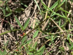 Indigofera trifoliata glandulifera