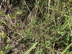 Indigofera trifoliata glandulifera