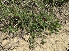 Indigofera trifoliata glandulifera