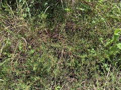 Indigofera trifoliata glandulifera